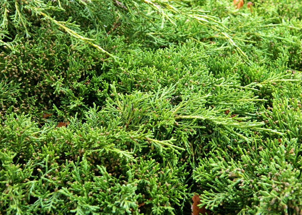 Изображение особи Juniperus &times; pfitzeriana.