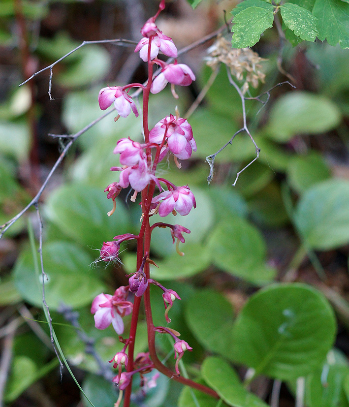 Изображение особи Pyrola incarnata.