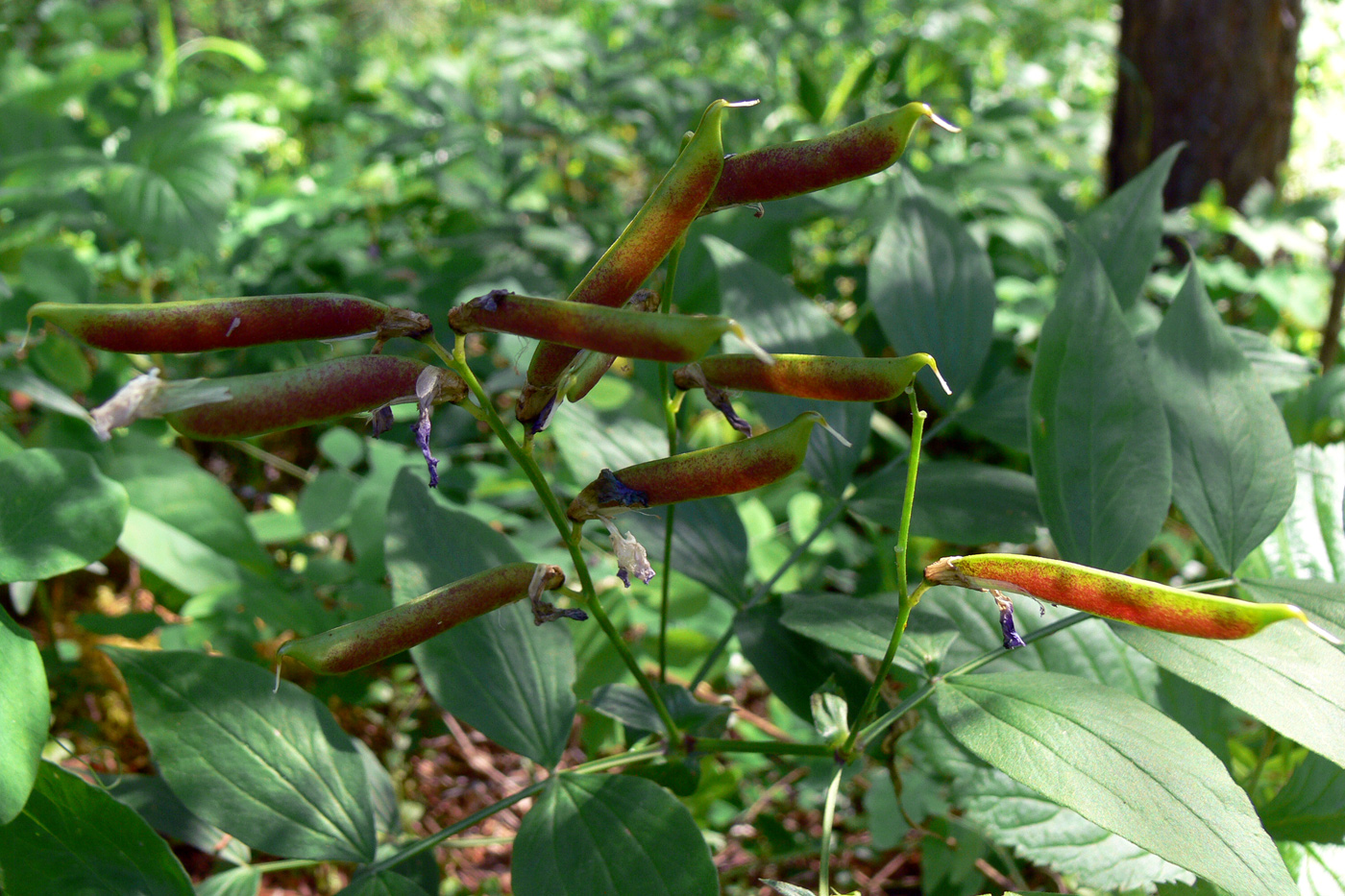 Изображение особи Lathyrus vernus.