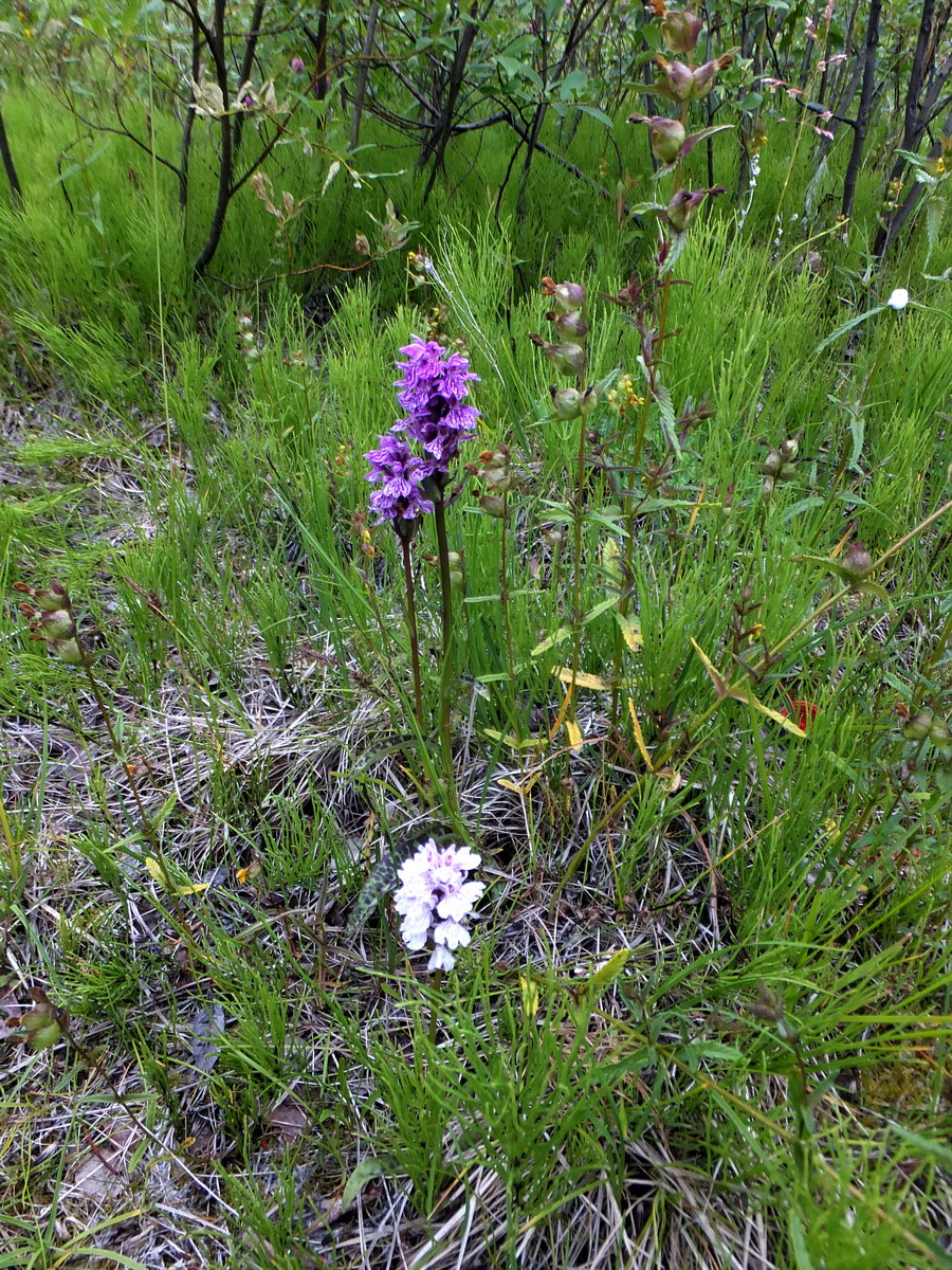 Image of Dactylorhiza psychrophila specimen.