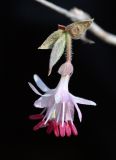 Lonicera praeflorens