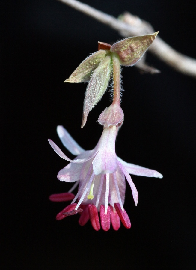 Image of Lonicera praeflorens specimen.