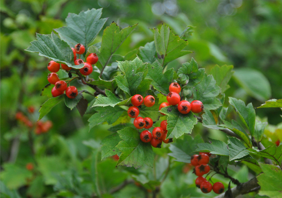 Изображение особи Crataegus dahurica.