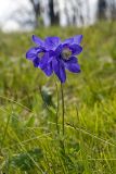 Aquilegia glandulosa