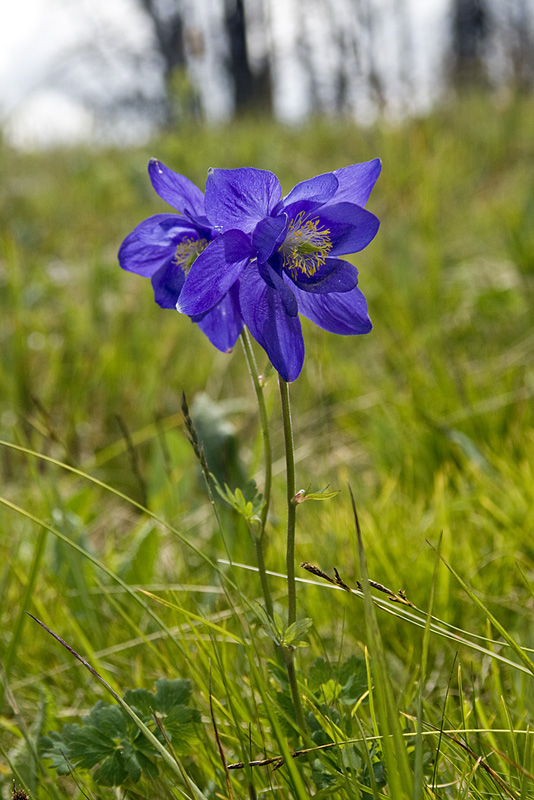 Image of Aquilegia glandulosa specimen.