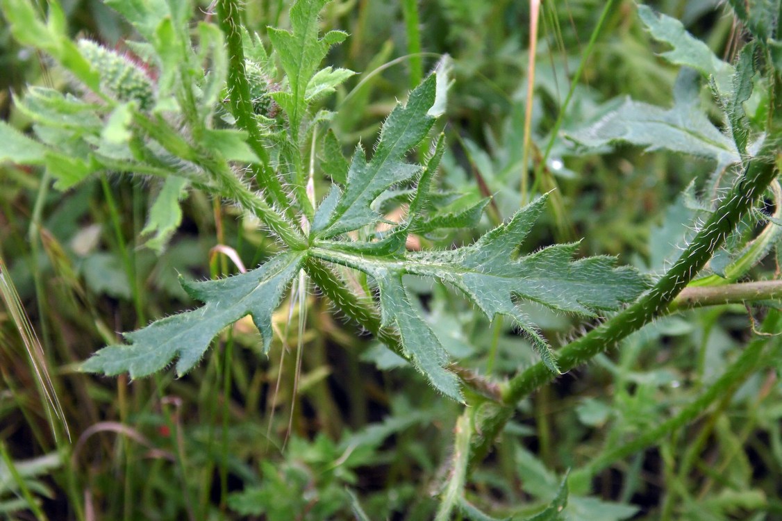 Image of Papaver rhoeas specimen.