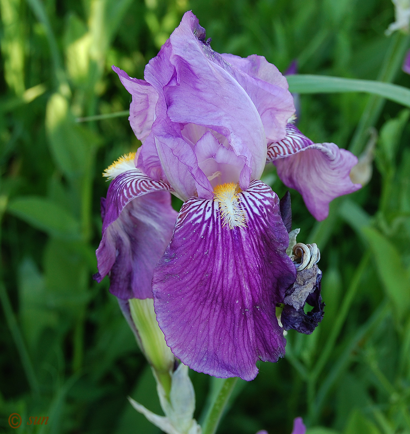 Image of Iris germanica specimen.