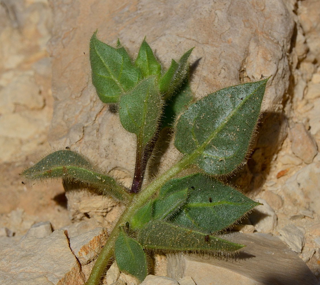 Image of Hyoscyamus desertorum specimen.