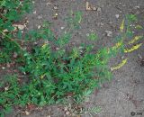 Melilotus officinalis