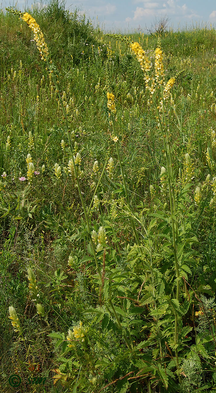 Image of Agrimonia eupatoria ssp. grandis specimen.