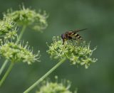 Heracleum sibiricum