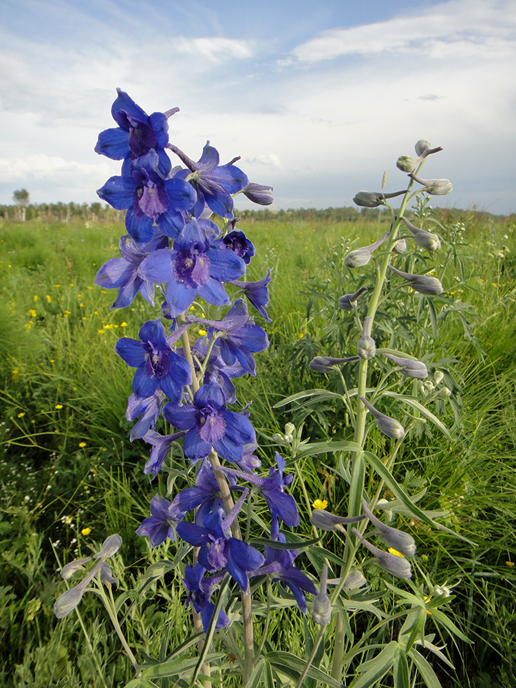 Image of Delphinium cheilanthum specimen.