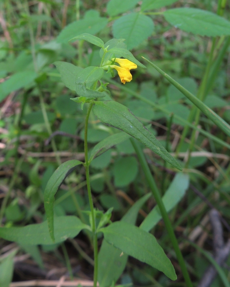 Image of Melampyrum sylvaticum specimen.