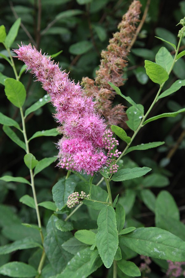 Image of genus Spiraea specimen.
