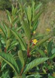 Lonicera involucrata