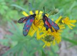 Hieracium umbellatum