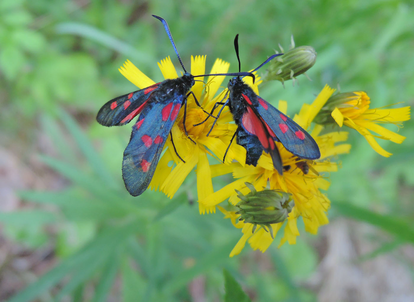 Изображение особи Hieracium umbellatum.