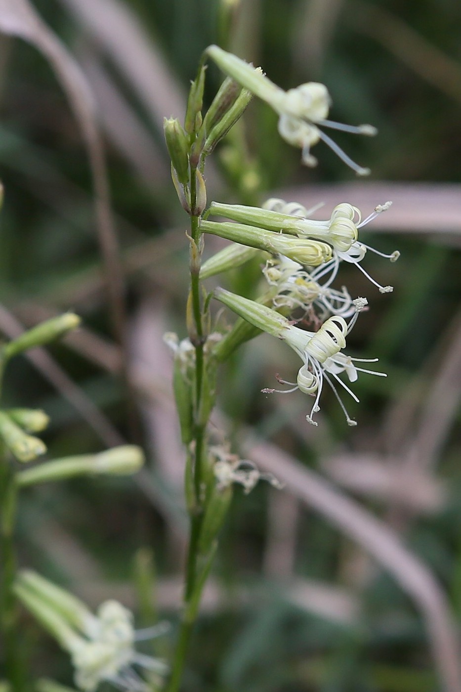 Image of Silene tatarica specimen.