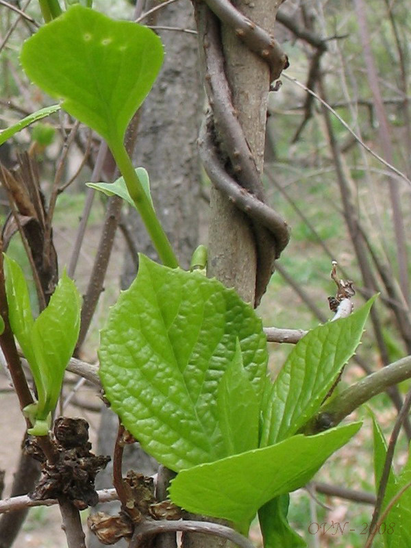 Изображение особи Schisandra chinensis.