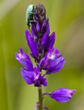 Polygala comosa