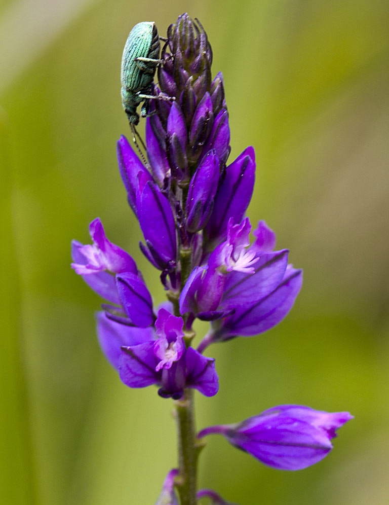 Изображение особи Polygala comosa.