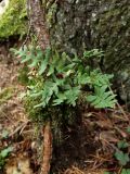 Polypodium sibiricum. Вайи. Приморье, Шкотовский р-н, окр. с. Анисимовка, хребет Ливадийский, гора Литовка, хвойно-лиственный лес. 24.09.2016.