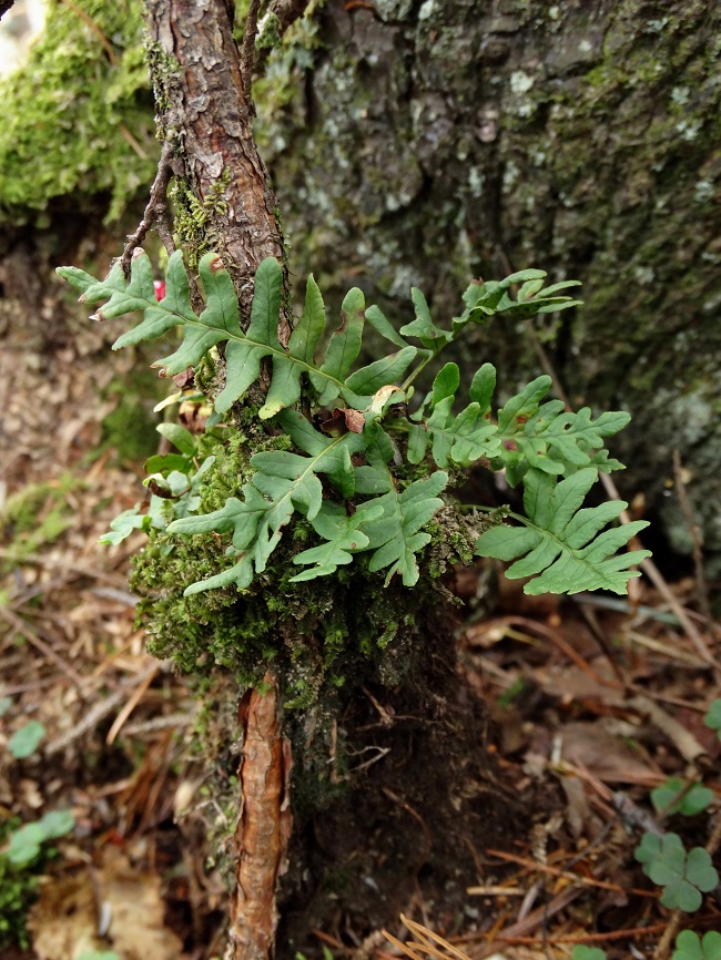 Изображение особи Polypodium sibiricum.