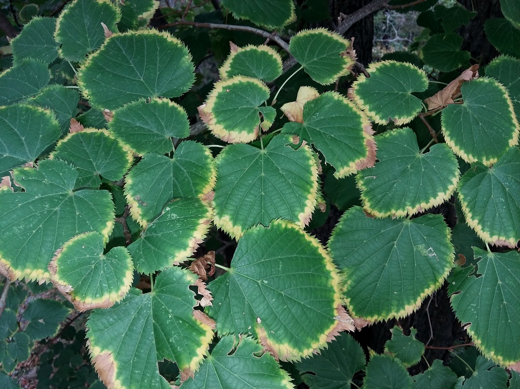 Image of Tilia begoniifolia specimen.