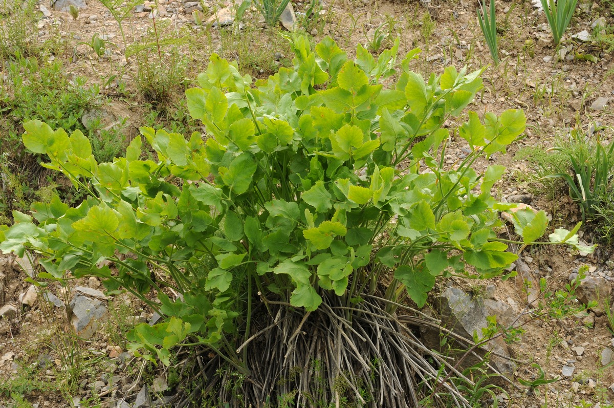 Изображение особи Mediasia macrophylla.