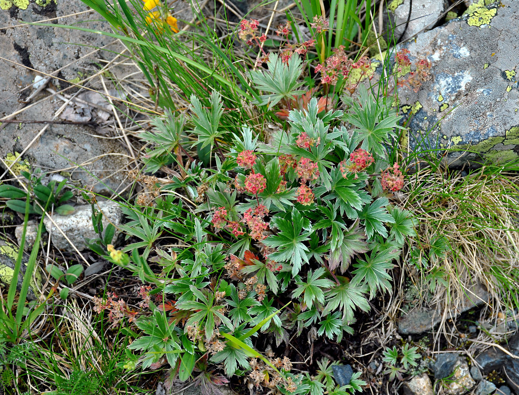 Image of Alchemilla sericea specimen.