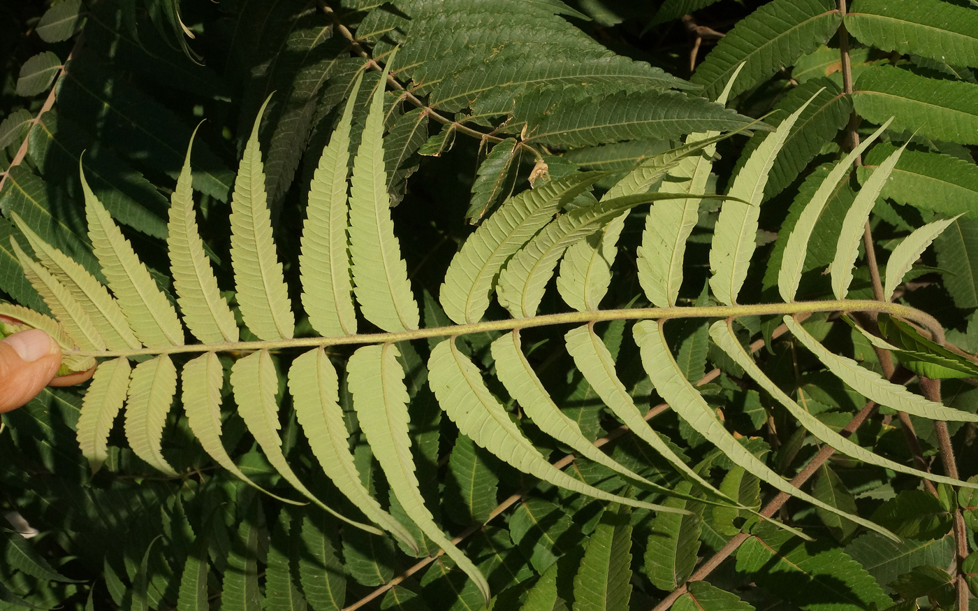 Image of Rhus typhina specimen.
