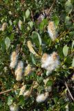 Salix phylicifolia. Ветви плодоносящего кустарника. Мурманская обл., окр. пос. Териберка, скальный массив. 02.07.2016.