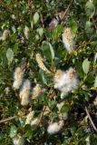 Salix phylicifolia