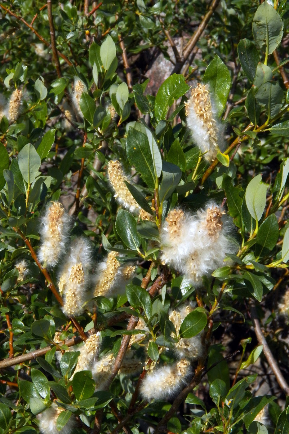 Изображение особи Salix phylicifolia.