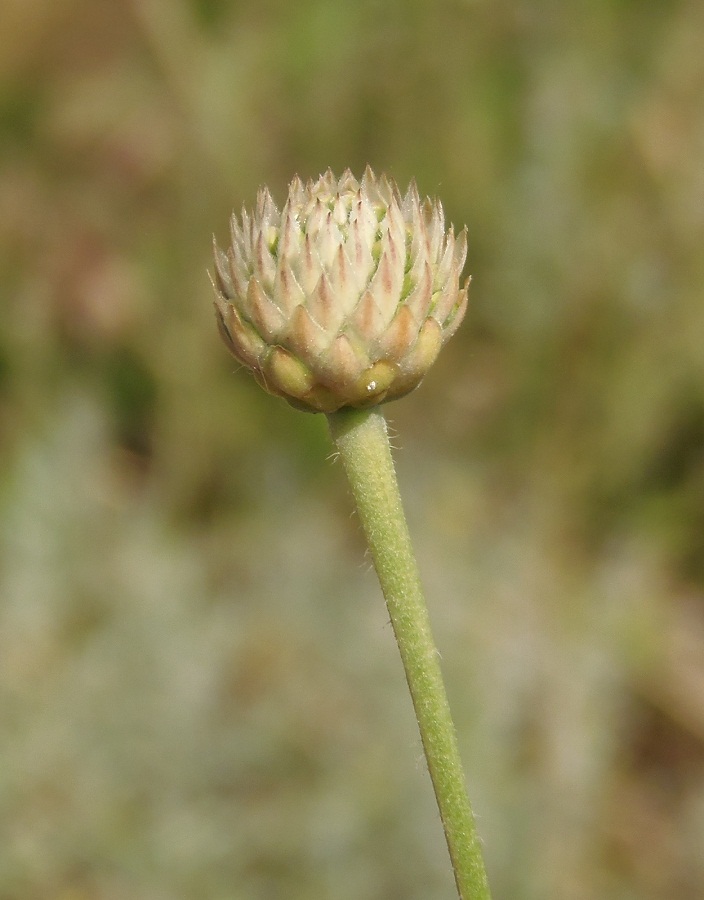 Изображение особи Cephalaria uralensis.