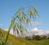 Anisantha tectorum