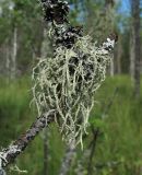 Evernia mesomorpha. Таллом. Архангельская обл., Вельский р-н, окр. ур. Куваш, заболоченный лес, на ветке Betula. 12.08.2012.