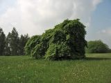 Fagus sylvatica. Взрослое дерево (var. suentelensis Schelle). Дереву на снимке около 200 лет, обхват ствола на высоте 1,3 м в 2016 г. достиг 278 см, высота около 7 м, диаметр кроны около 11 м. ФРГ, земля Северный Рейн-Вестфалия, р-н Ойскирхен, окр. г. Бланкенхайм. 28 мая 2010 г.