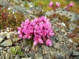 Rhododendron camtschaticum. Цветущие растения (слева Saxifraga punctata, Cassiope ericoides). Магаданская обл., окр. Магадана, п-ов Старицкого, сопка Марчеканка, каменистая тундра. 26.06.2016.