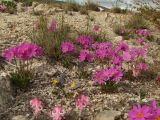 Primula cuneifolia. Цветущие растения (в центре) в сообществе с Dicentra peregrina. Магаданская обл., Ольский р-н, бассейн р. Окса, на щебнистой сопке. 04.06.2012.