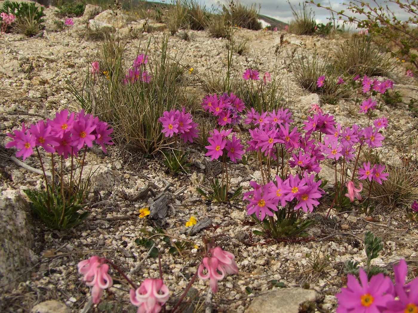 Изображение особи Primula cuneifolia.