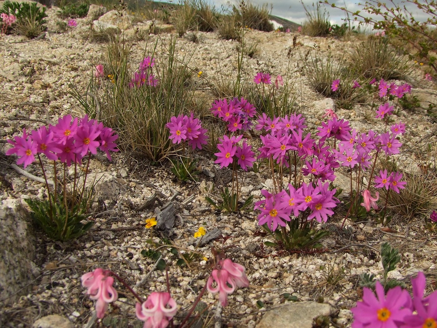 Image of Primula cuneifolia specimen.