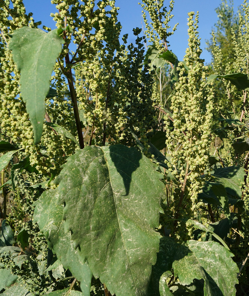 Image of Cyclachaena xanthiifolia specimen.