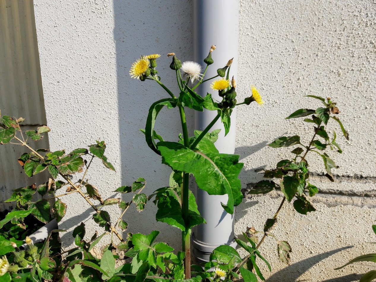 Image of Sonchus oleraceus specimen.