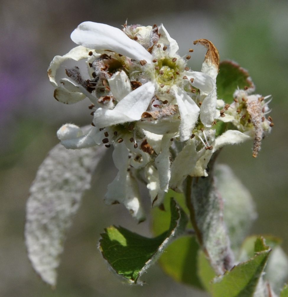 Image of Amelanchier ovalis specimen.