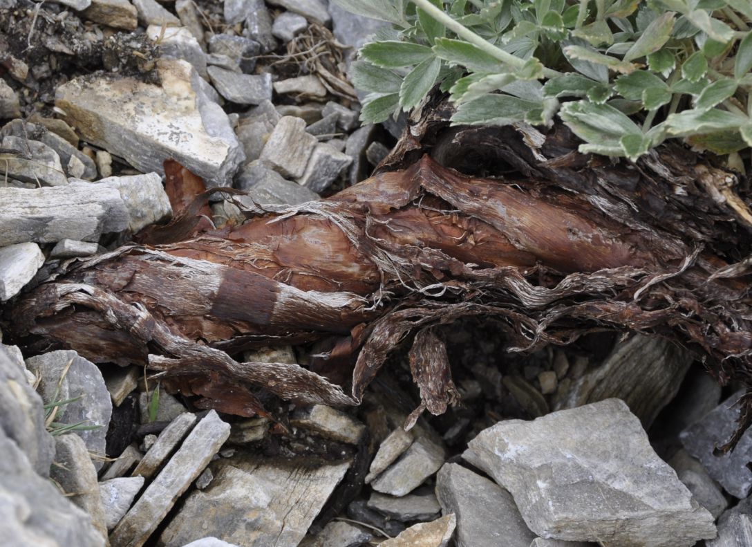 Image of Potentilla deorum specimen.