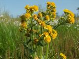 Tephroseris palustris. Соцветие. Магаданская обл., Ольский р-н, Ольское побережье, заболоченная тундра около трассы Магадан-Ола. 01.07.2016.