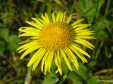 Inula britannica