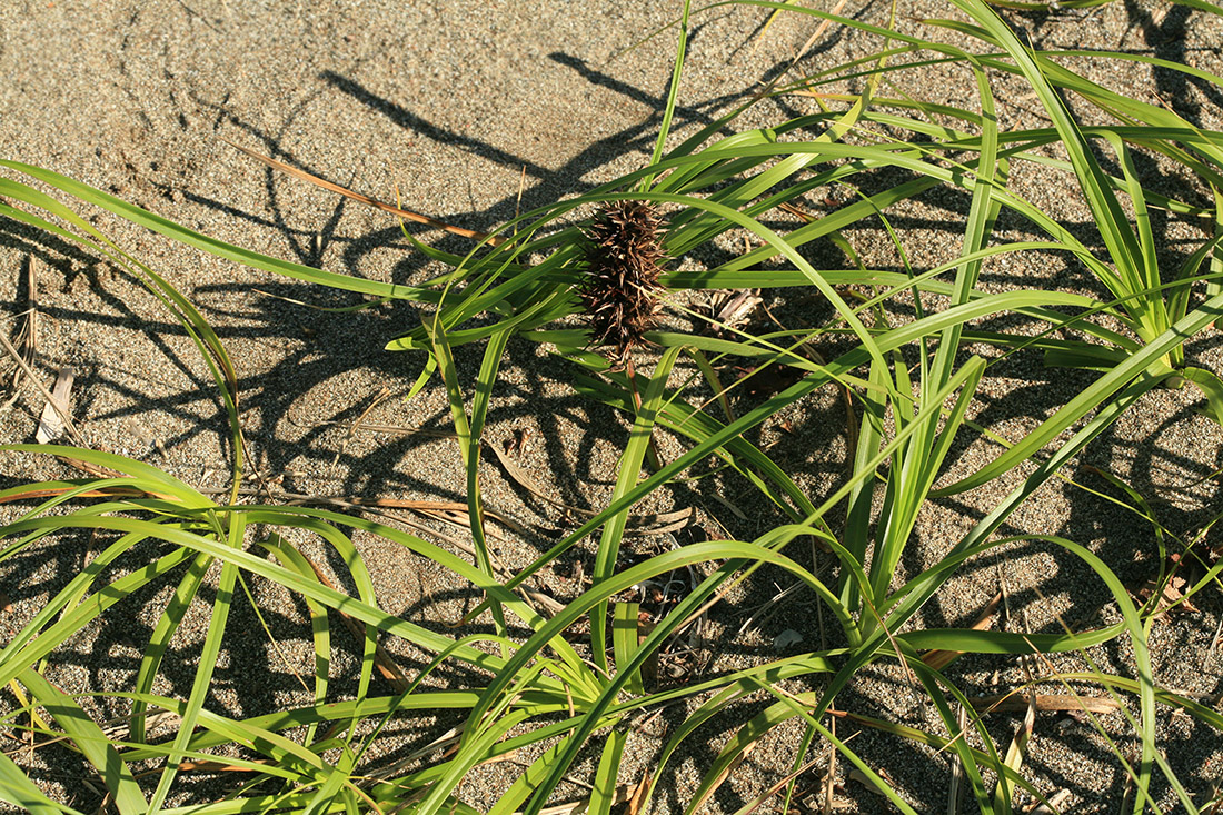 Изображение особи Carex macrocephala.