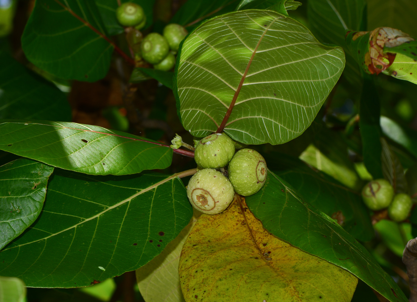 Image of Guettarda speciosa specimen.